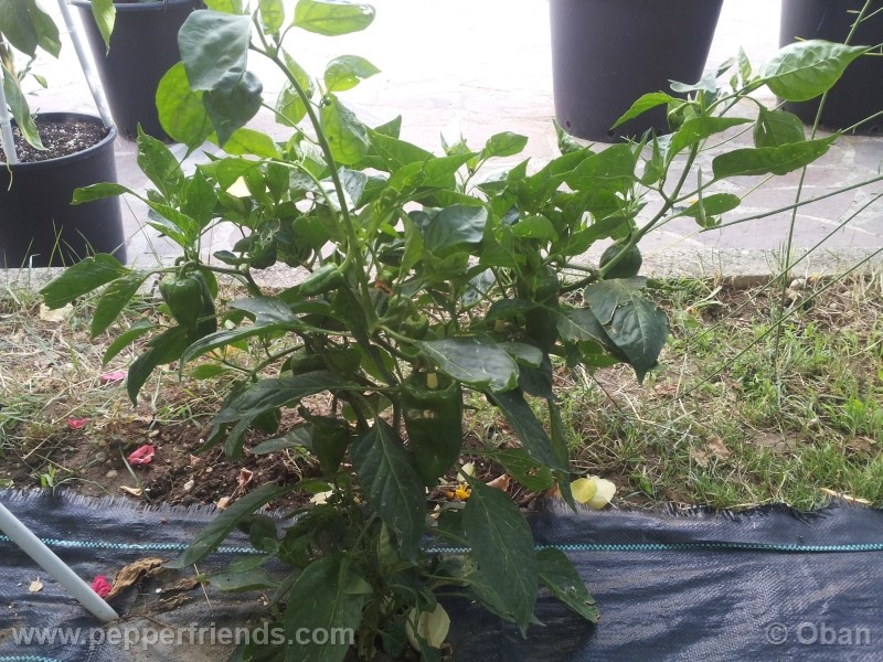 pimenta-de-padron_001_pianta_22.jpg