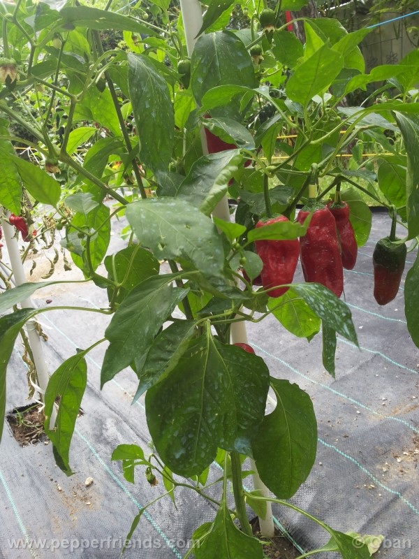 pimenta-de-padron_001_pianta_25.jpg