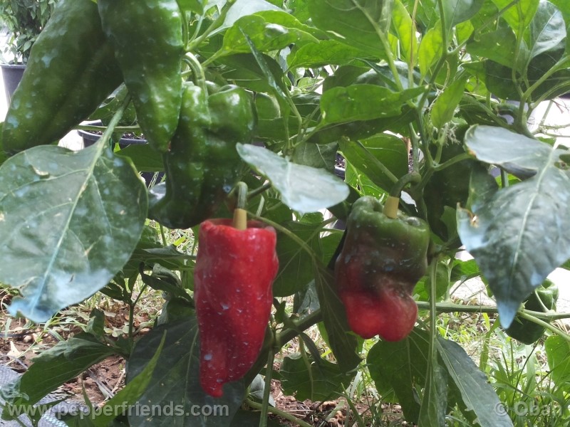 pimenta-de-padron_001_pianta_27.jpg