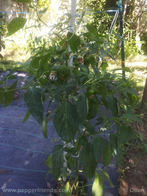 pimenta-de-padron_001_pianta_29.jpg