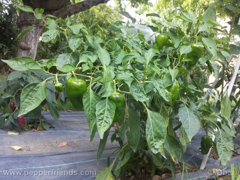 pimenta-de-padron_001_pianta_31.jpg