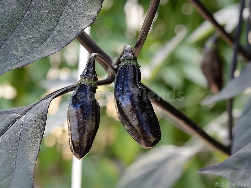 pimenta-da-neyde_001_frutto_03.jpg