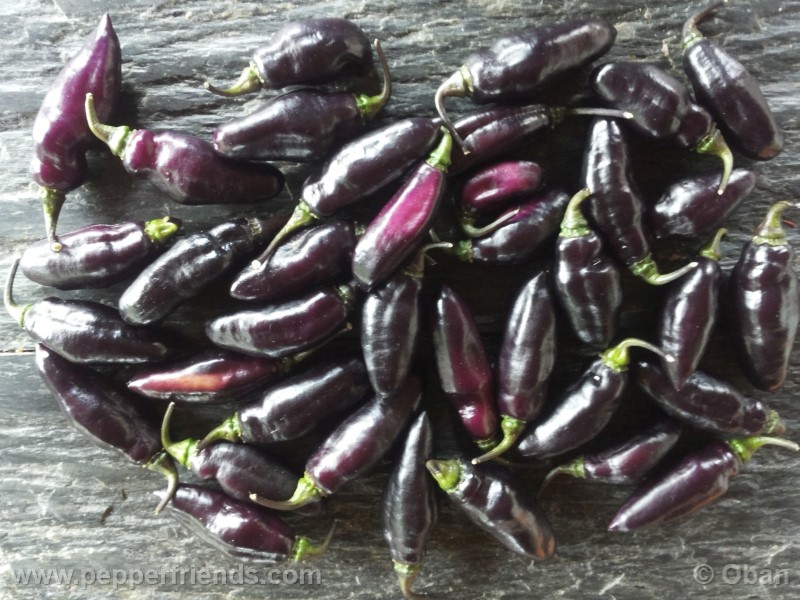 pimenta-da-neyde_005_frutto_13.jpg