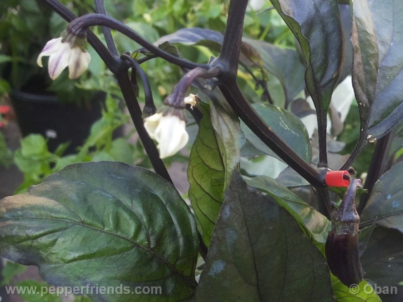 pimenta-da-neyde_005_frutto_22.jpg