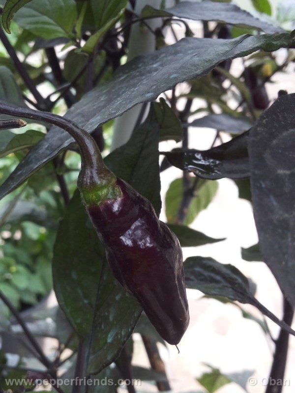 pimenta-da-neyde_005_frutto_30.jpg