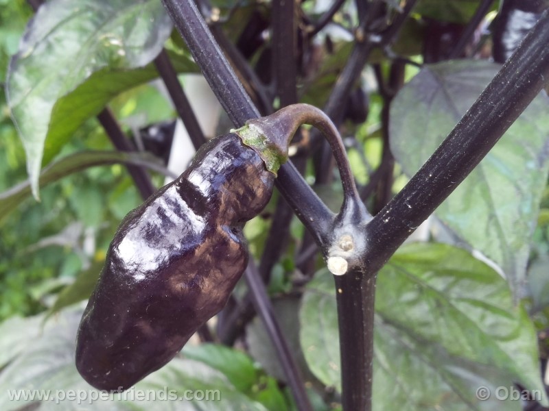 pimenta-da-neyde_005_frutto_31.jpg