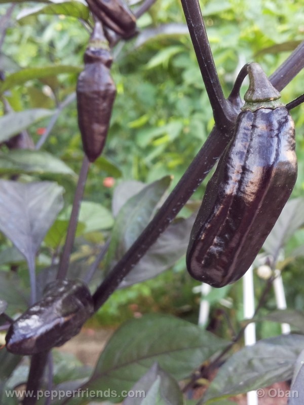 pimenta-da-neyde_005_frutto_33.jpg