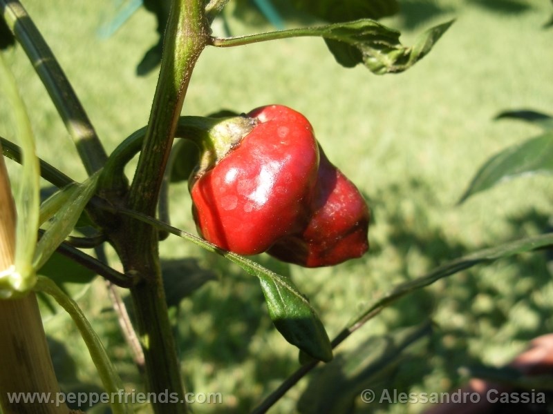 purple-ufo_001_frutto_05.jpg