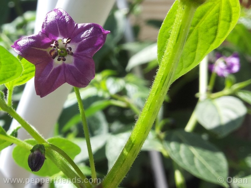 rocoto-aji-largo_001_fiore_02.jpg
