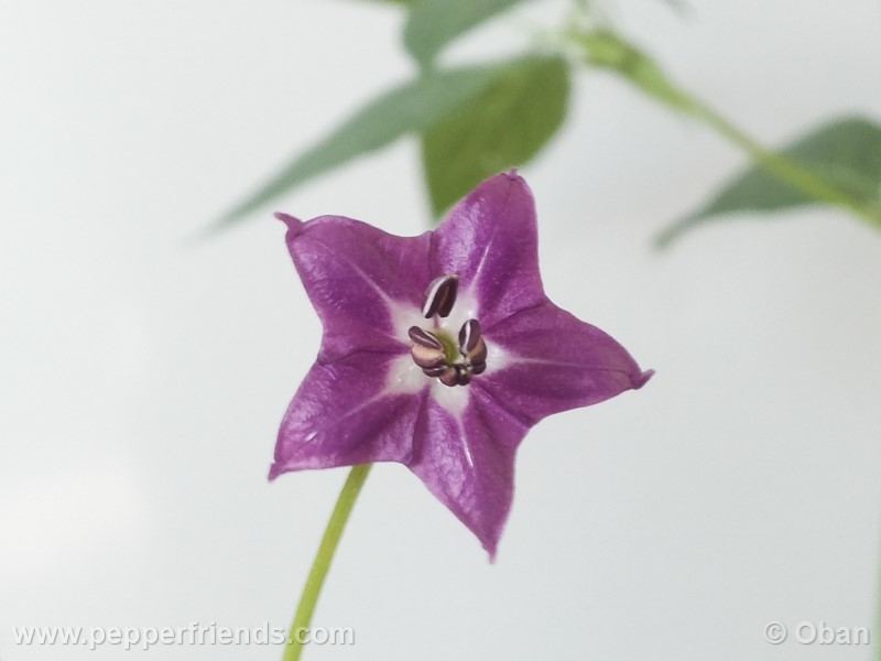 rocoto-aji-largo_001_fiore_07.jpg