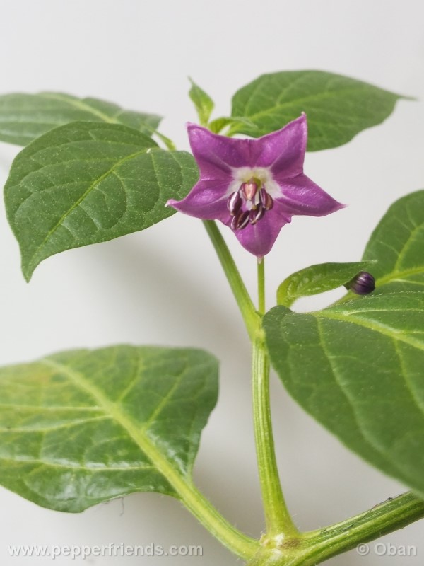 rocoto-aji-largo_001_fiore_10.jpg