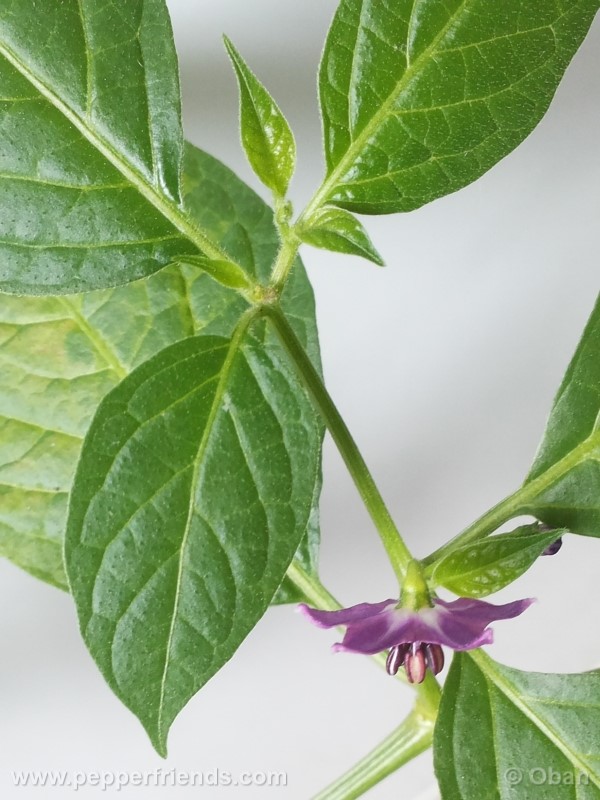 rocoto-aji-largo_001_fiore_11.jpg