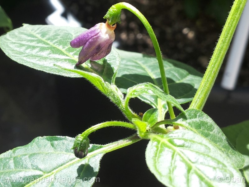 rocoto-aji-largo_001_fiore_14.jpg