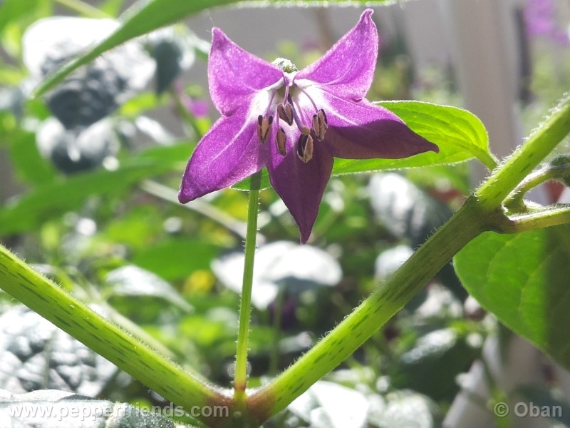 rocoto-aji-largo_001_fiore_15.jpg