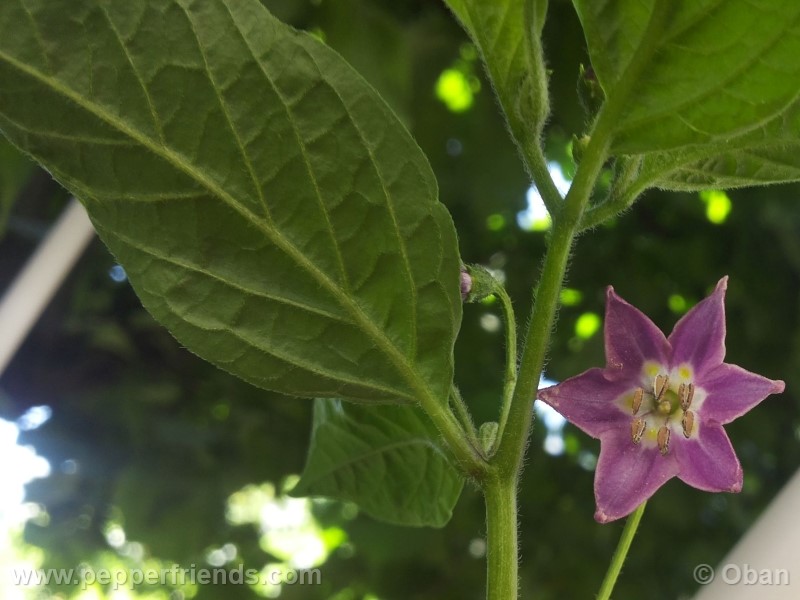 rocoto-aji-largo_001_fiore_18.jpg