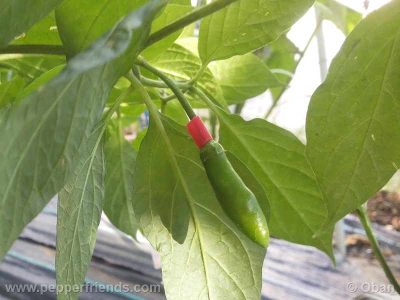 rocoto-aji-largo_001_frutto_11.jpg