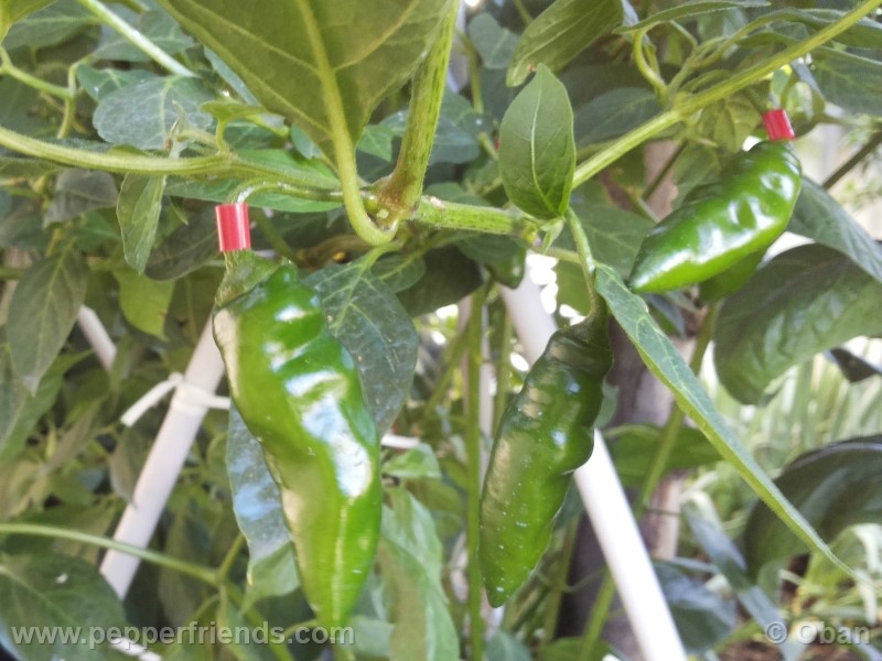 rocoto-aji-largo_001_frutto_13.jpg