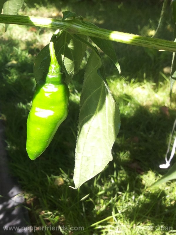 rocoto-aji-largo_001_frutto_14.jpg