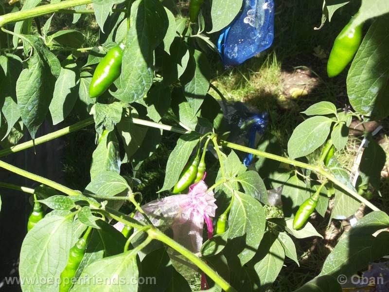 rocoto-aji-largo_001_frutto_15.jpg