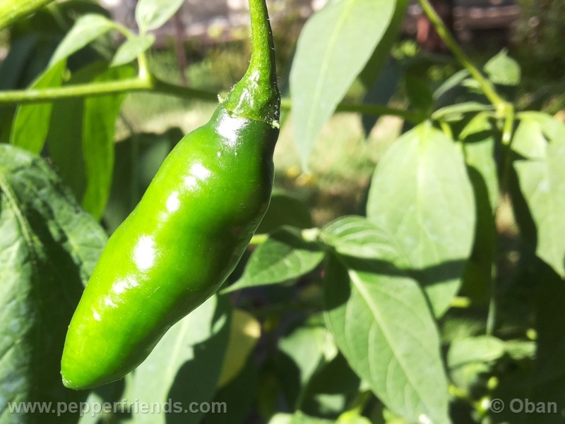 rocoto-aji-largo_001_frutto_16.jpg