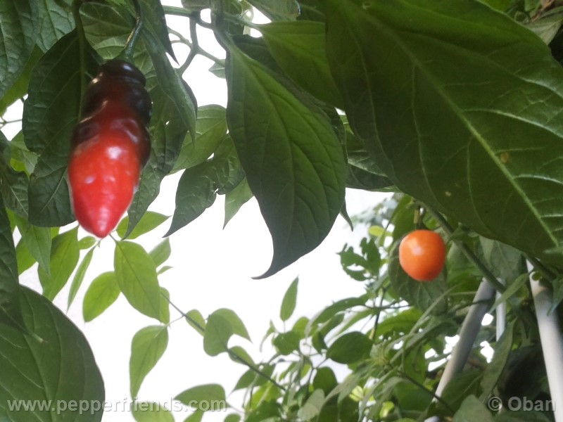 rocoto-aji-largo_001_frutto_18.jpg