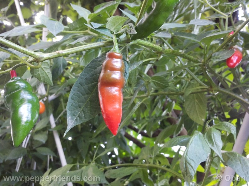 rocoto-aji-largo_001_frutto_19.jpg