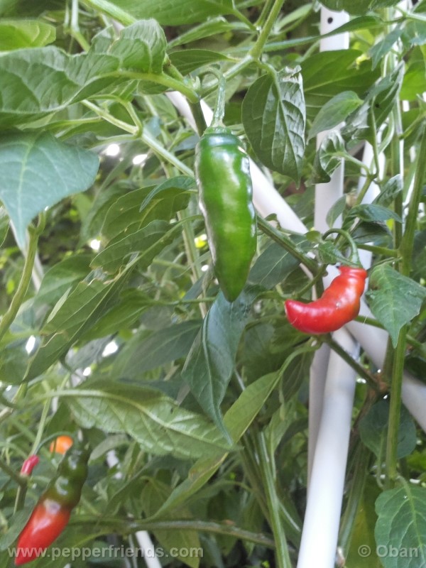 rocoto-aji-largo_001_frutto_20.jpg