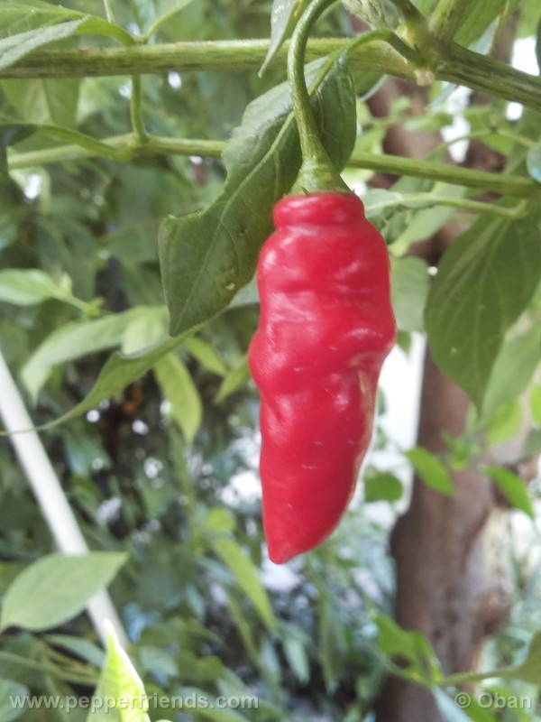 rocoto-aji-largo_001_frutto_22.jpg
