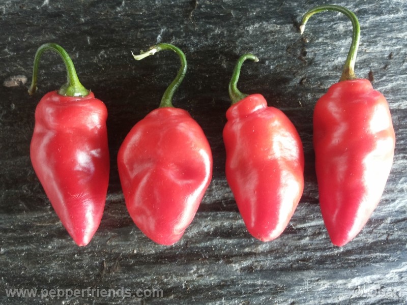 rocoto-aji-largo_001_frutto_29.jpg