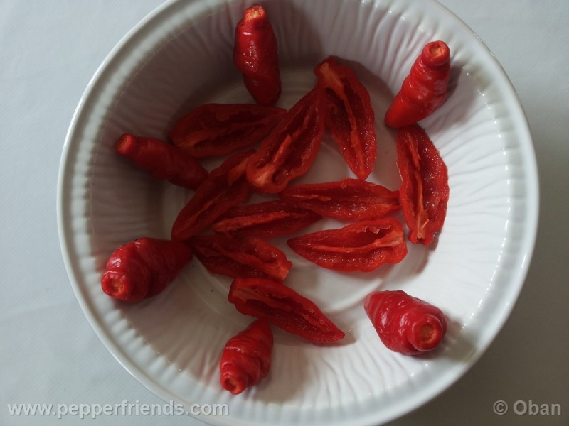 rocoto-aji-largo_001_frutto_40.jpg