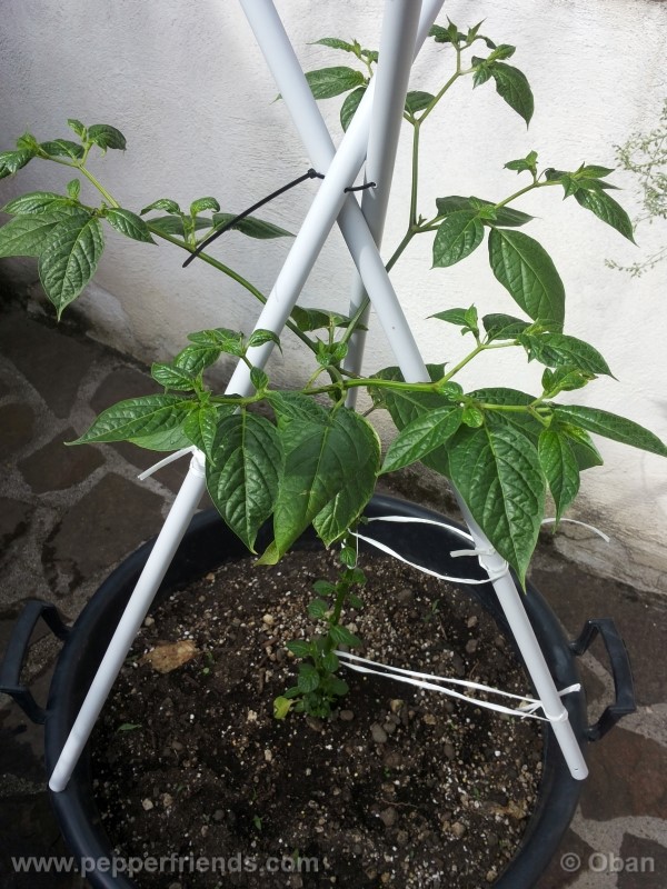 rocoto-aji-largo_001_pianta_14.jpg