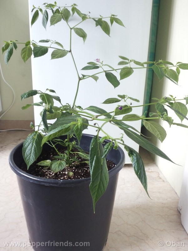 rocoto-aji-largo_001_pianta_17.jpg