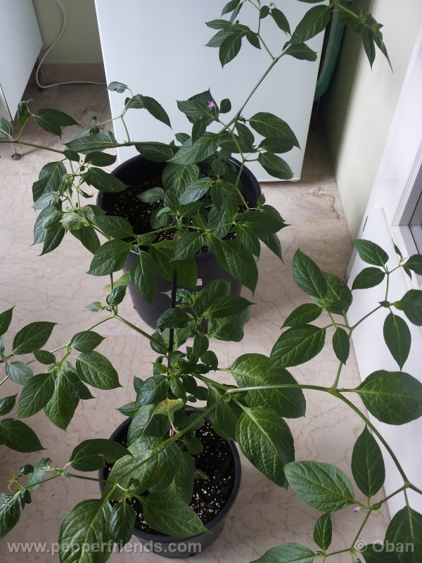 rocoto-aji-largo_001_pianta_19.jpg