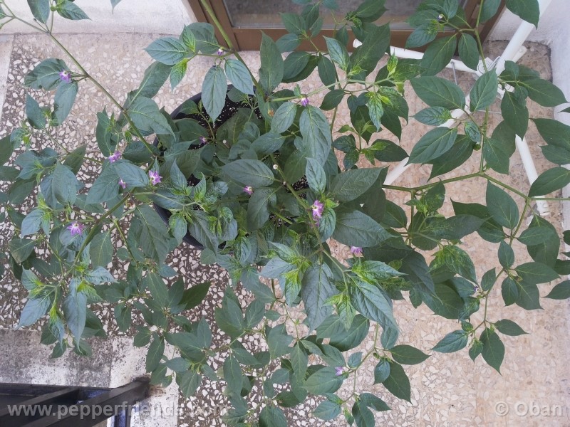 rocoto-aji-largo_001_pianta_25.jpg