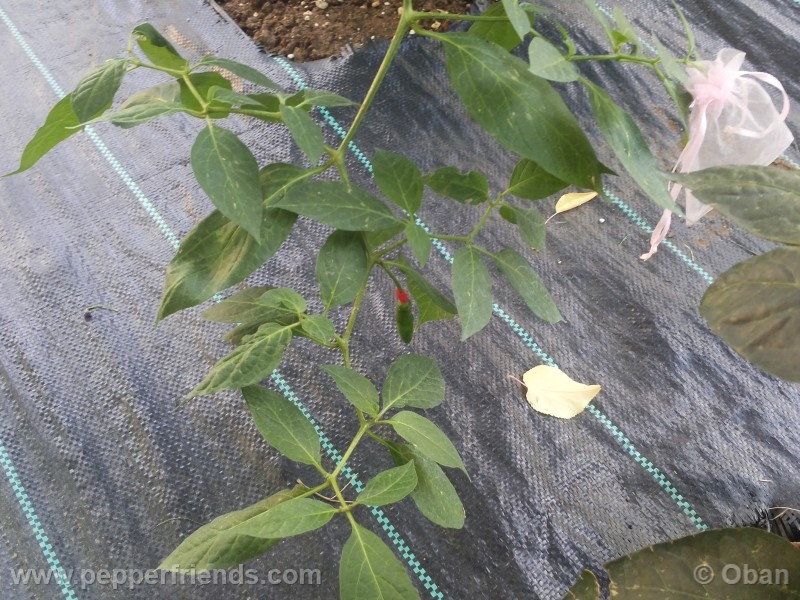 rocoto-aji-largo_001_pianta_27.jpg