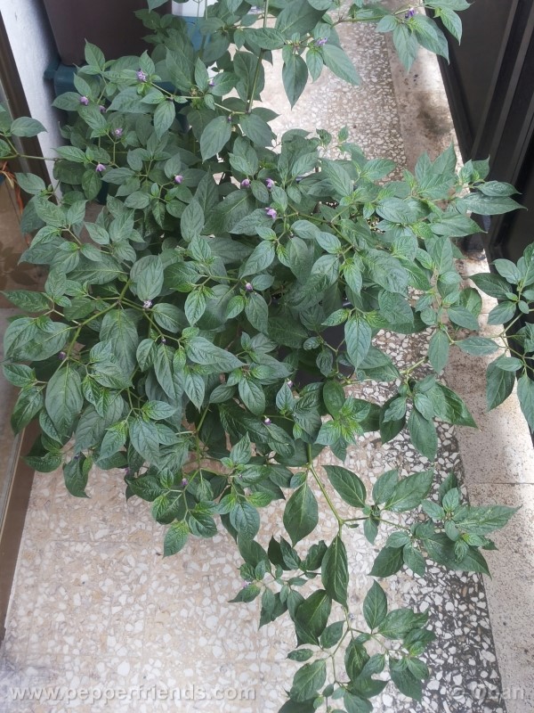 rocoto-aji-largo_001_pianta_29.jpg