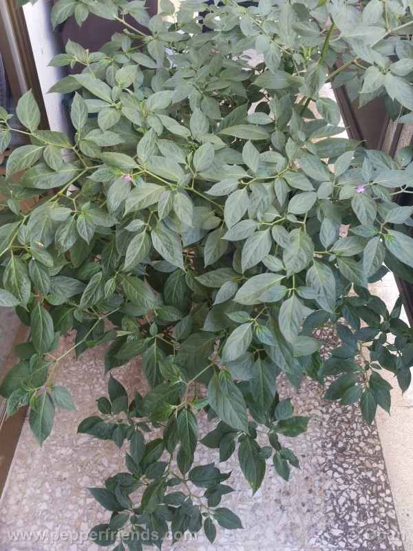 rocoto-aji-largo_001_pianta_31.jpg