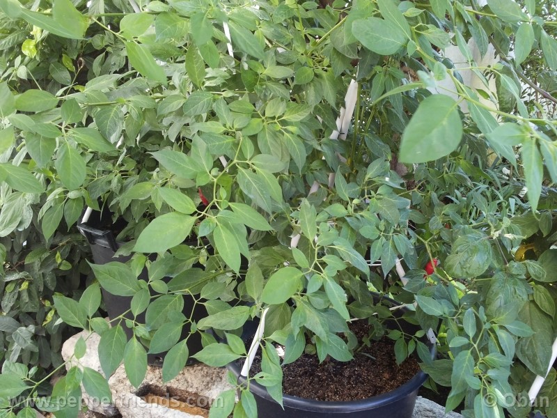 rocoto-aji-largo_001_pianta_32.jpg