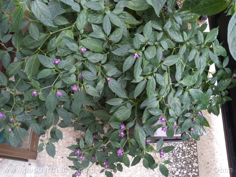rocoto-aji-largo_001_pianta_38.jpg