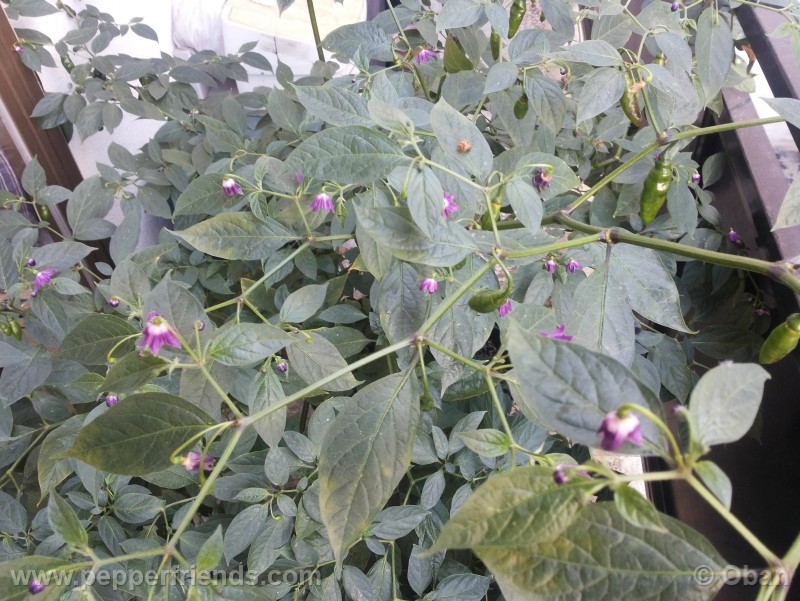 rocoto-aji-largo_001_pianta_40.jpg