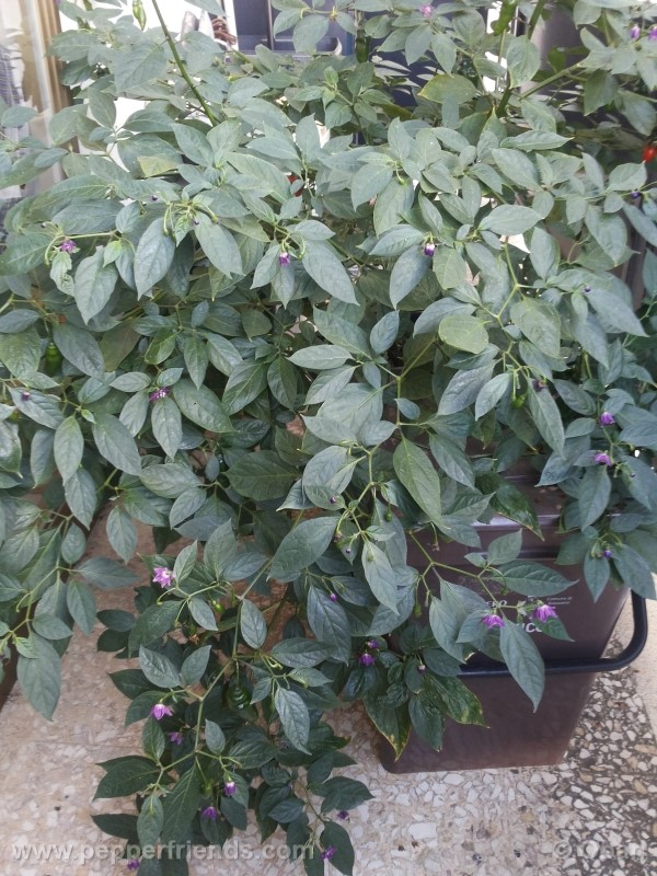 rocoto-aji-largo_001_pianta_41.jpg