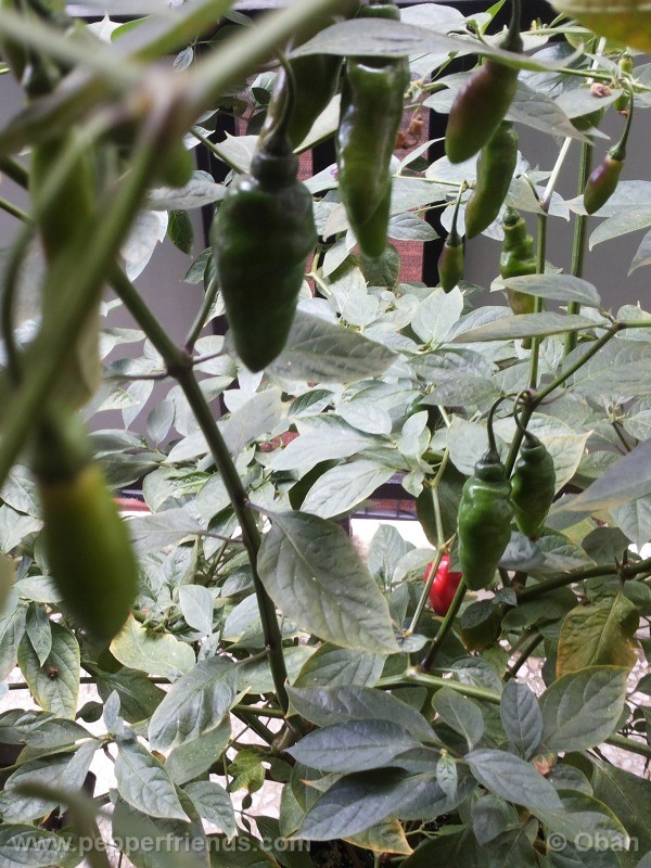 rocoto-aji-largo_001_pianta_43.jpg