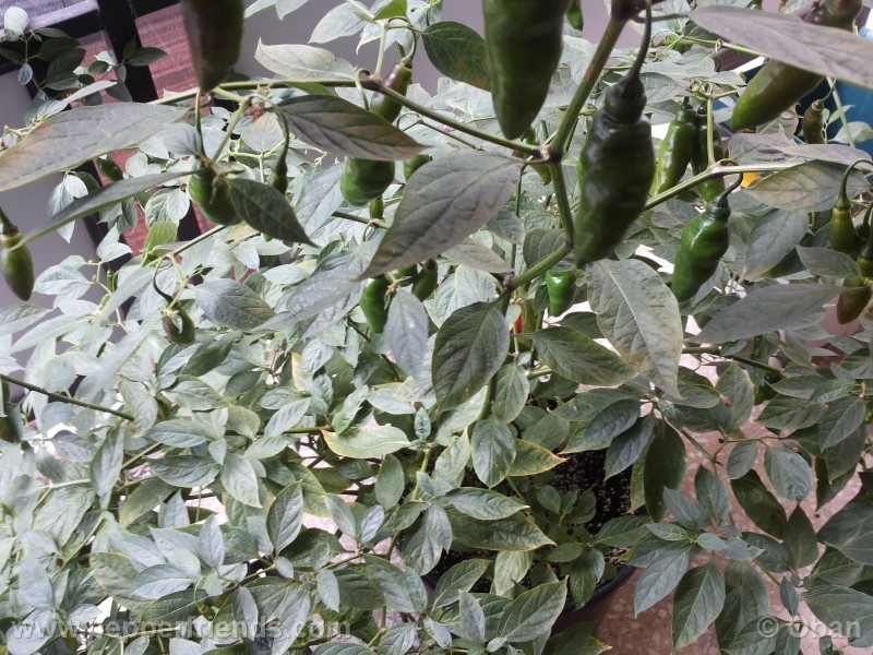 rocoto-aji-largo_001_pianta_44.jpg