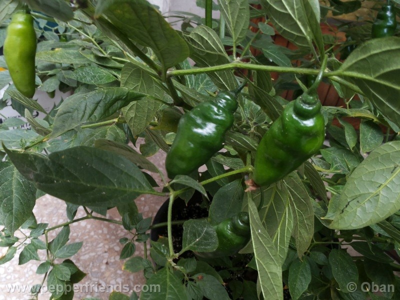 rocoto-aji-largo_001_pianta_46.jpg
