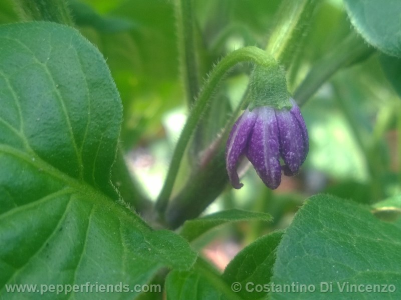 rocoto-de-seda_001_fiore_01.jpg