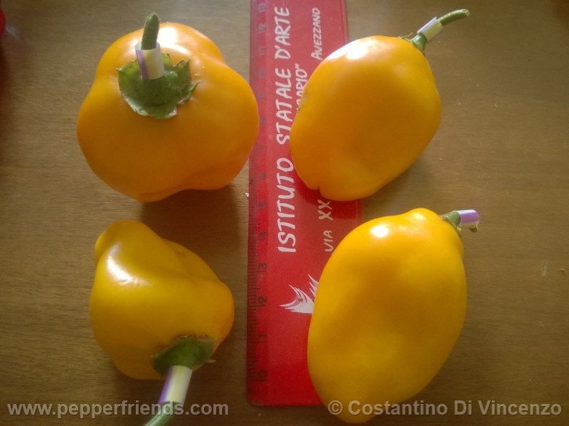 rocoto-de-seda_001_frutto_07.jpg