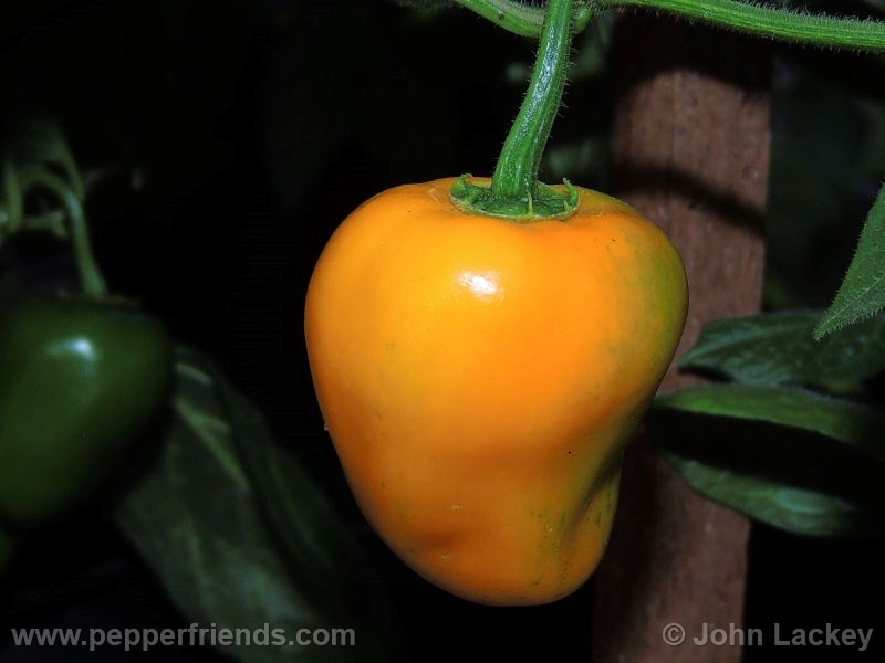 rocoto-manzano-yellow_001_frutto_03.jpg