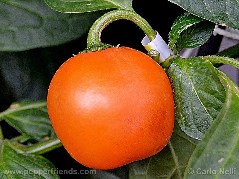 rocoto-marlene_001_frutto_05.jpg