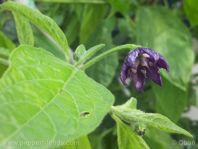 rocoto-marlene_001_fiore_02.jpg