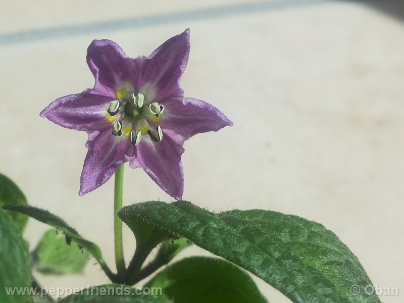 rocoto-marlene_001_fiore_08.jpg